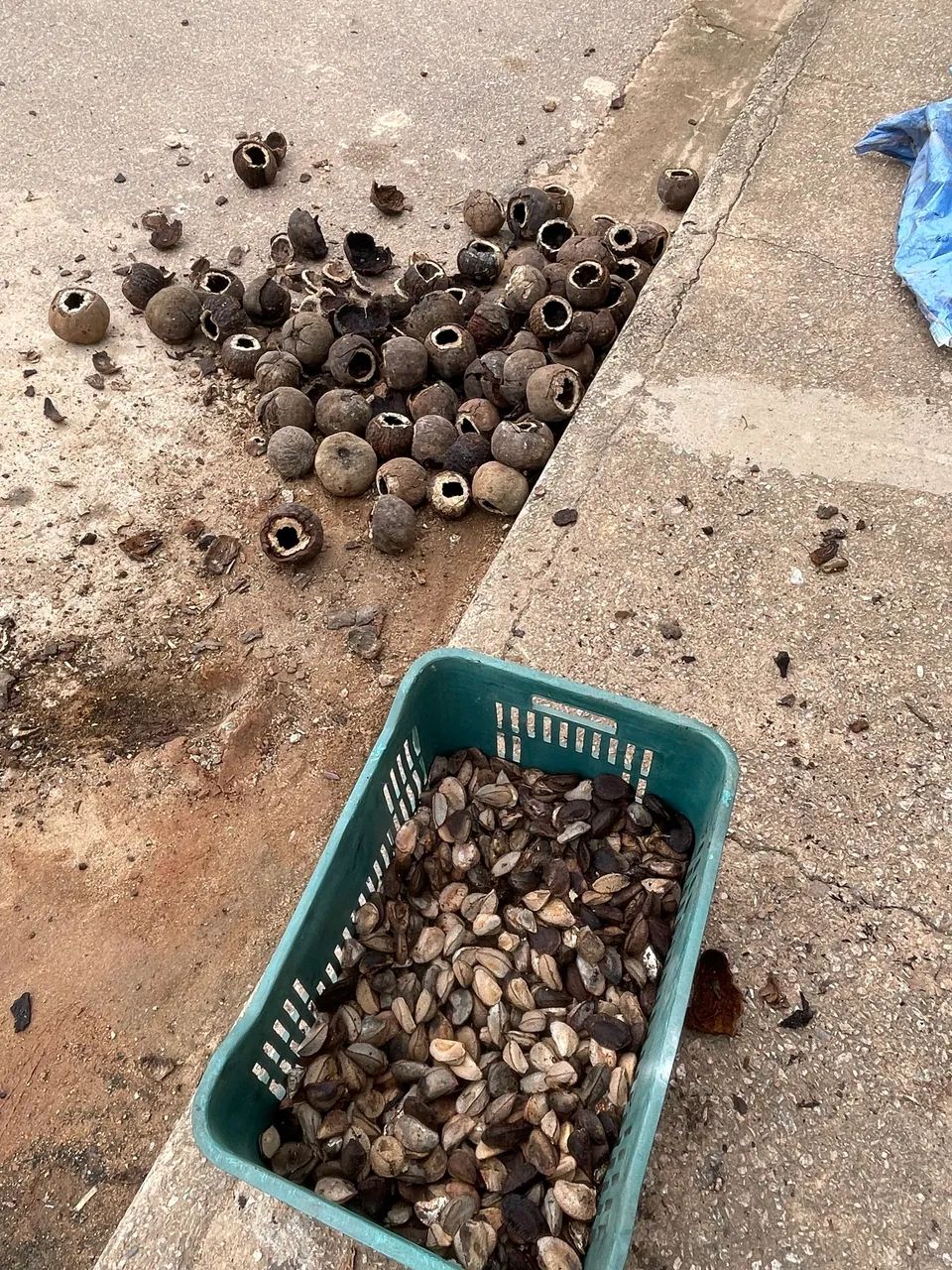 Castanha do Pará  - Foto 2