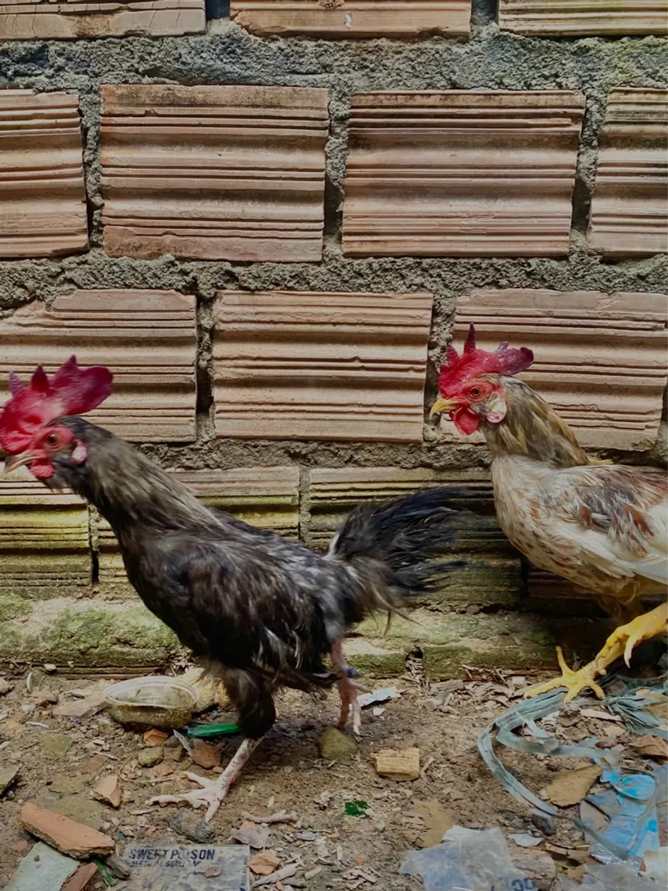 Vende-se 2 galos Garnize(leia o anúncio antes de mandar mensagem)