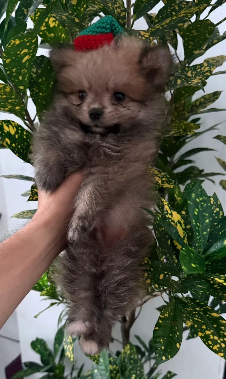 Spitz alemão  - Foto 4