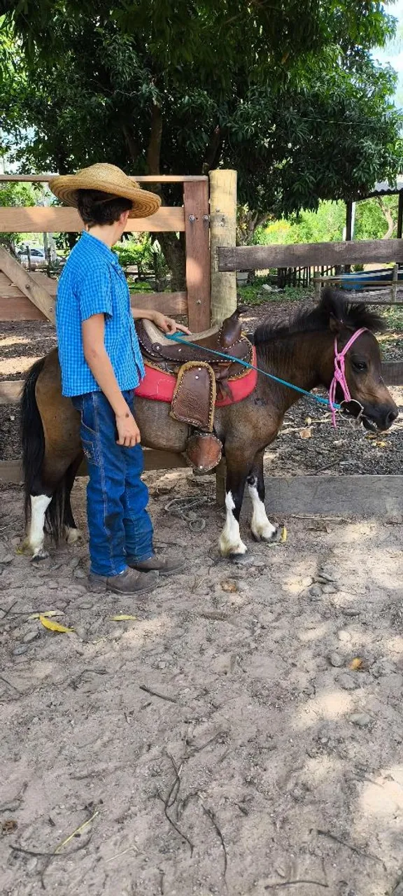 Pônei fêmea mini