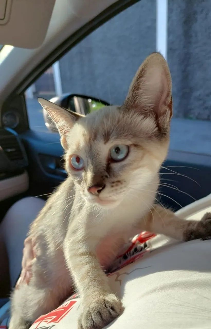 Doa-se filhote gata fêmea