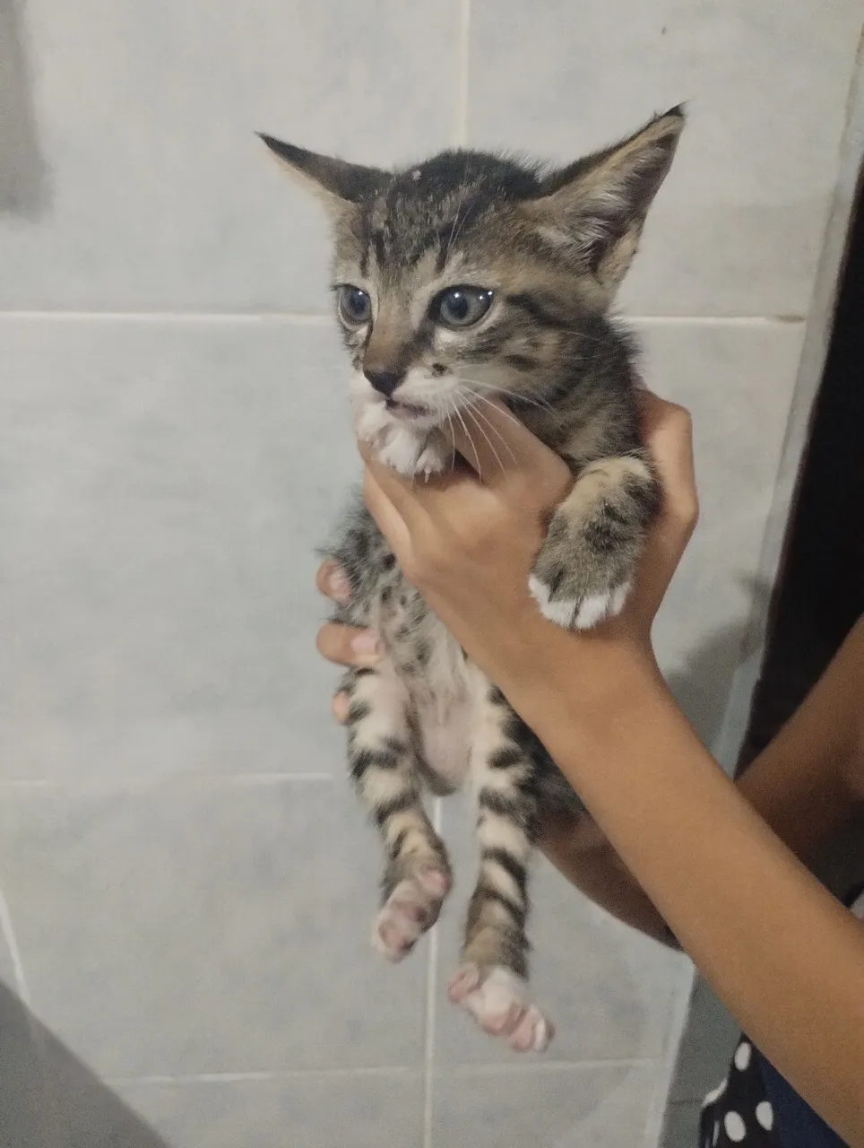 Gatinhos para doação