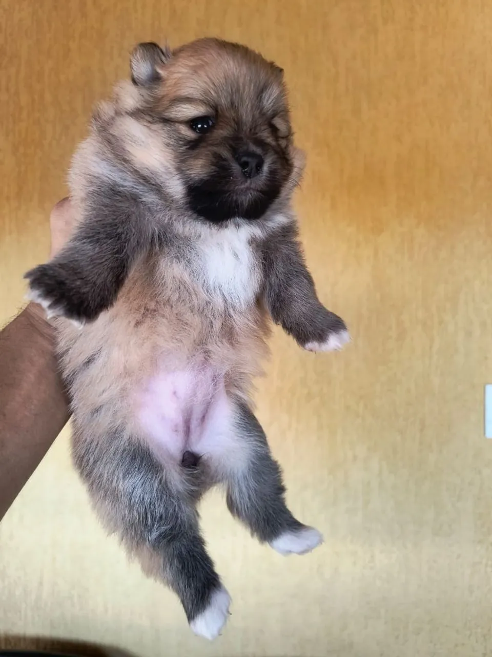 Filhote de Spitz Alemão disponível!