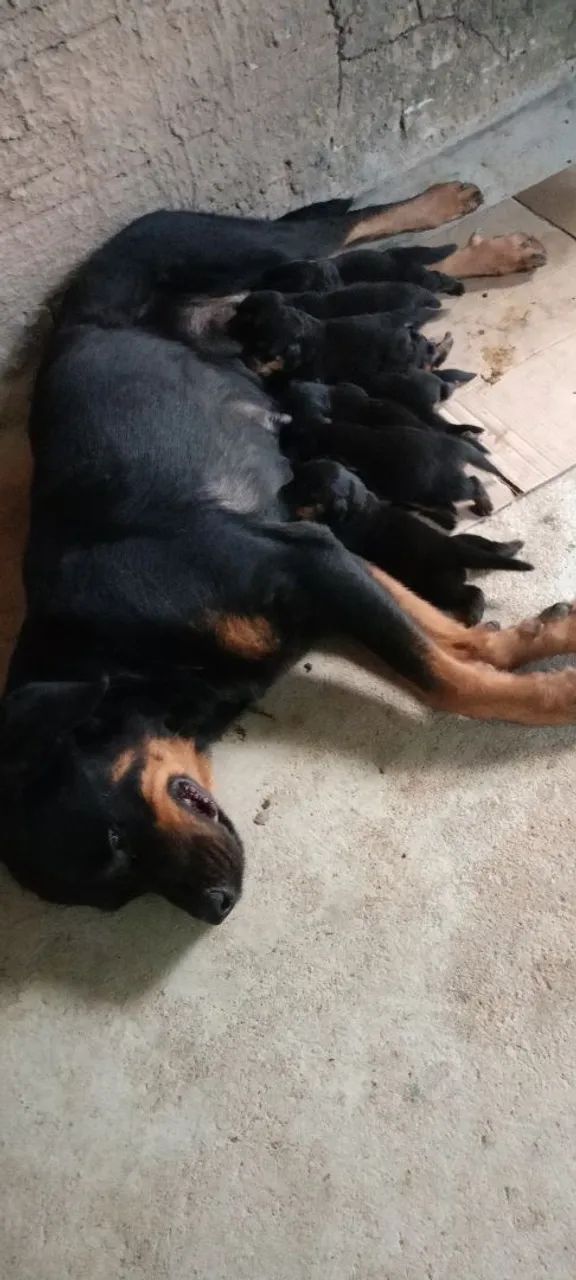  filhotes de Rottweiler 