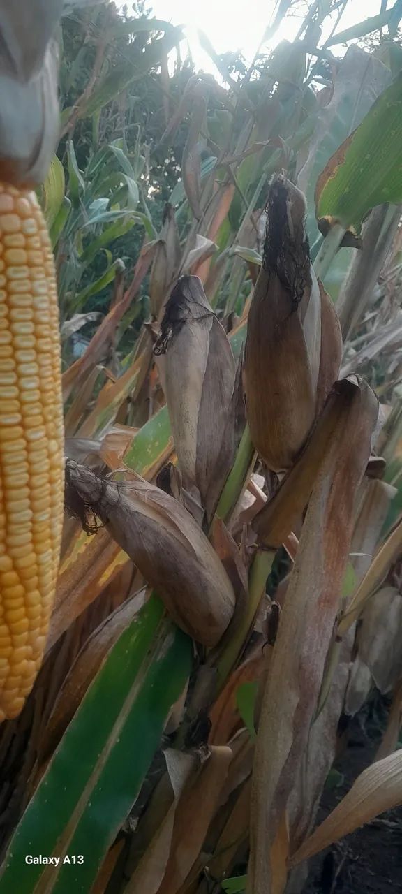 Espigas de milho para produção rural