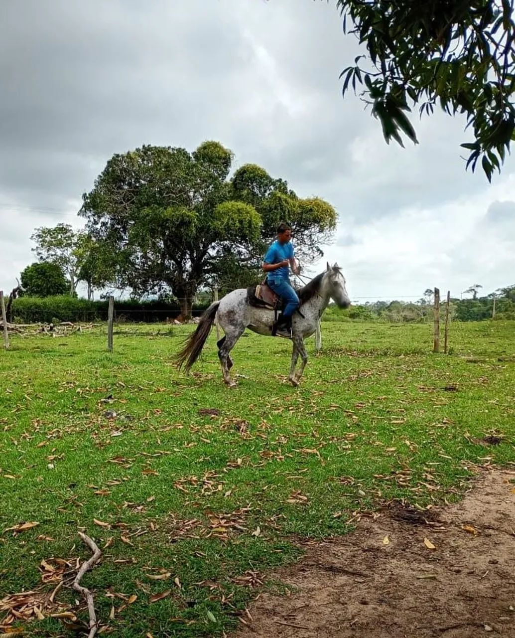 Égua meio sangue Mangalarga com Quarto de Milha - Foto 2