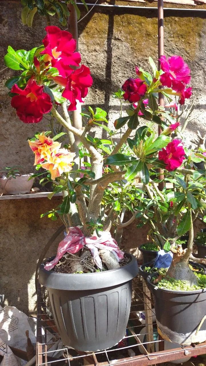 Desert roses63824580877441123