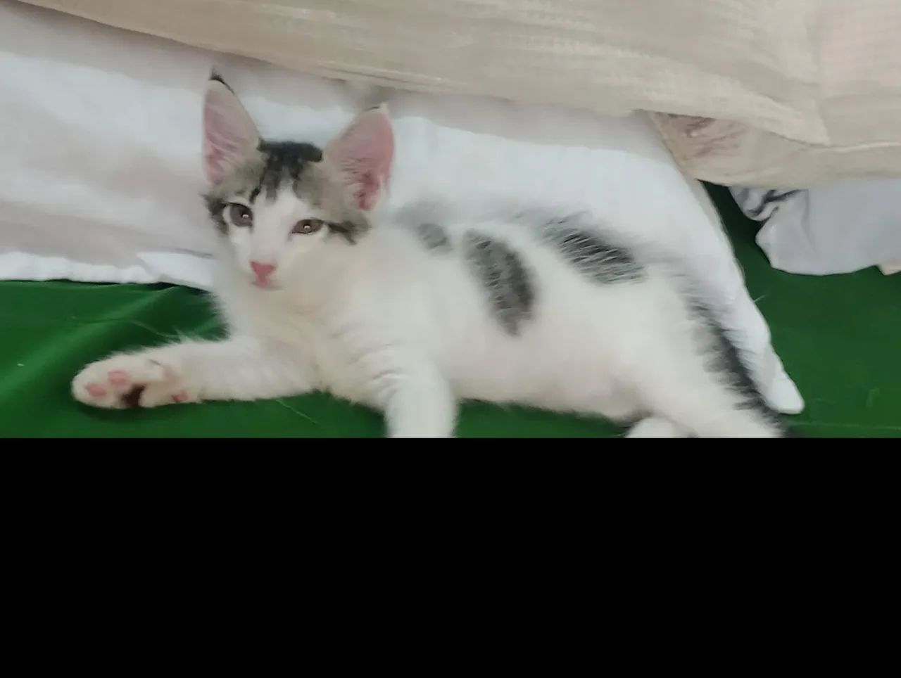 2 lindas gatinhas fêmeas para adoção 