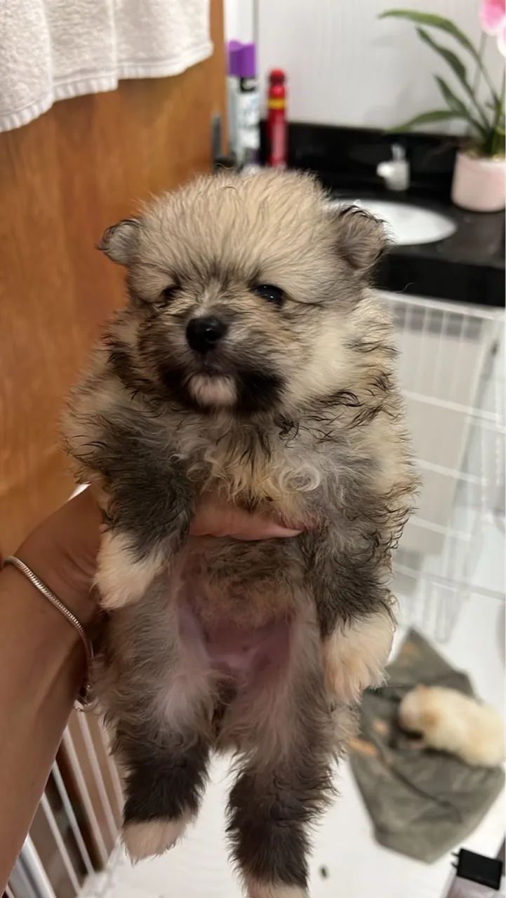 Lulu da Pomerania / Spitz - Foto 4