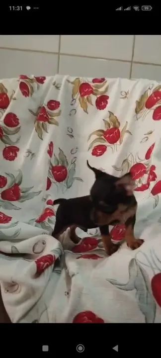 Pinscher macho número 1 valor r$ 800 - Foto 2