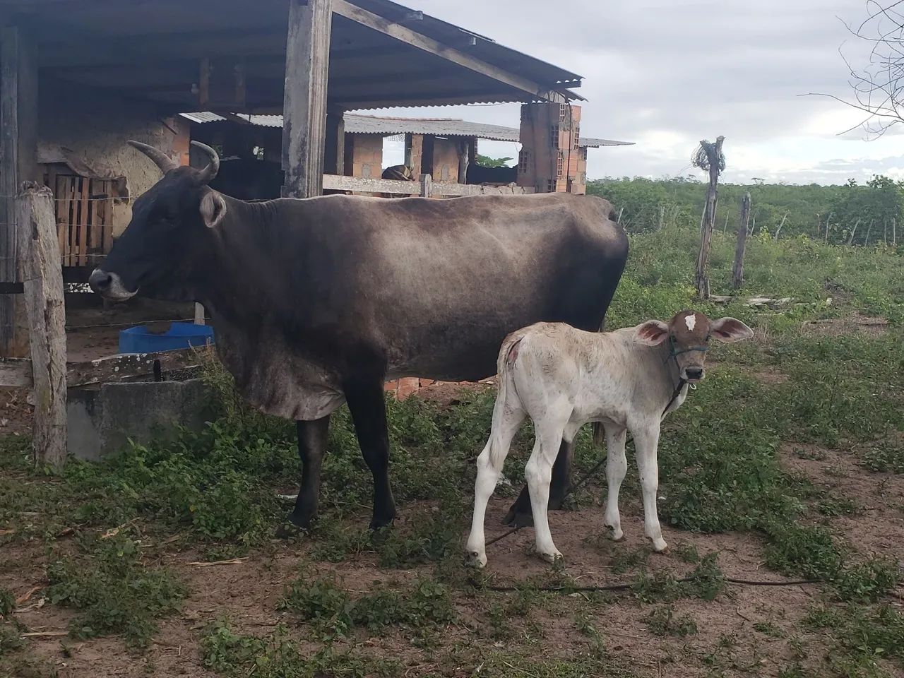 Vaca e bezerra para venda - Foto 3