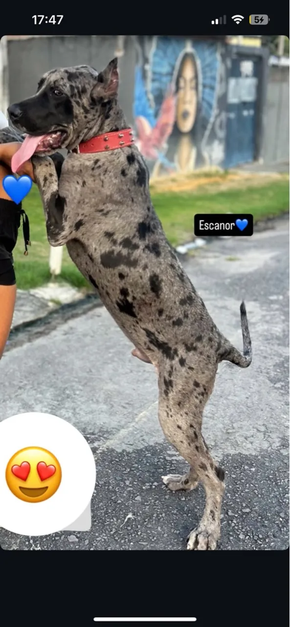 Dogue Alemão Arlequim - Escanor