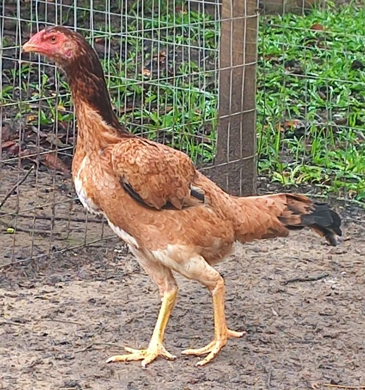 Frangas Mura