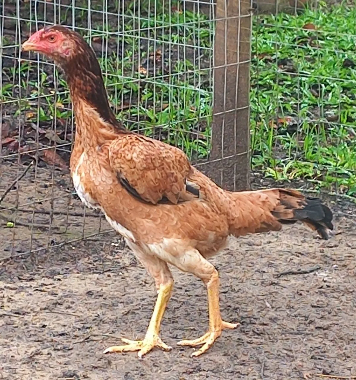 Frangas Mura