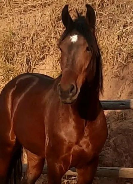 cavalo Mangalarga Marchador - Foto 5