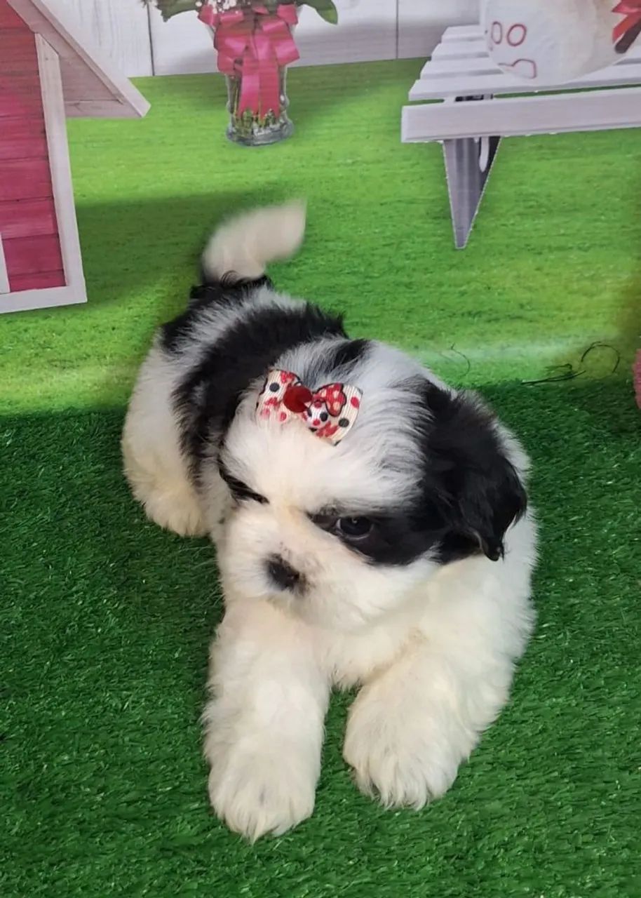 Filhote Shih Tzu Fêmea - Foto 4