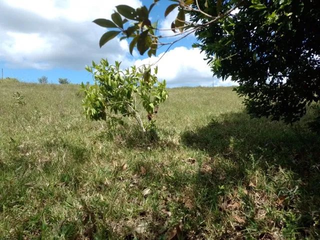FAZENDA EM CAMAMU - 715 HECTARES - Foto 3