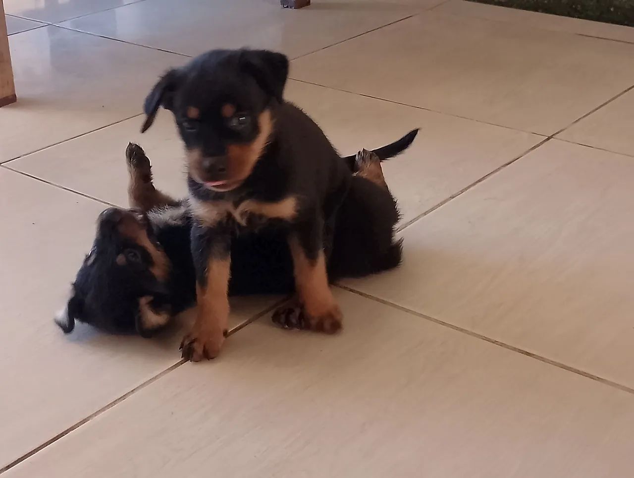 Filhotes de Rottweiler disponíveis para adoção! - Foto 4