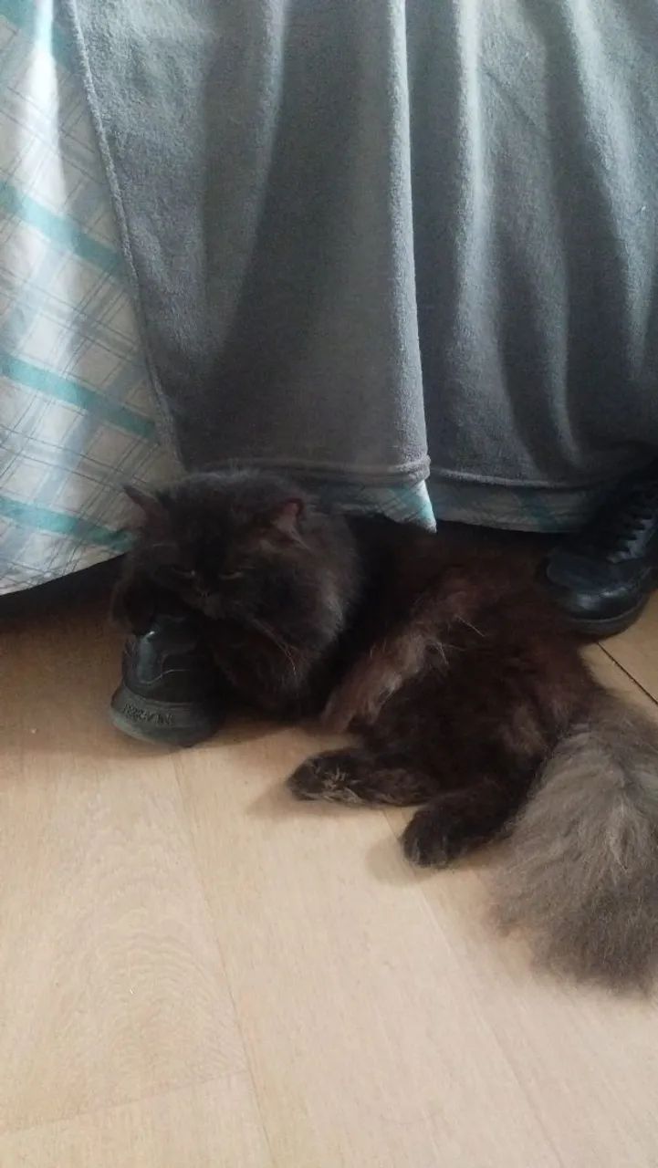 Gato persa  - Foto 5