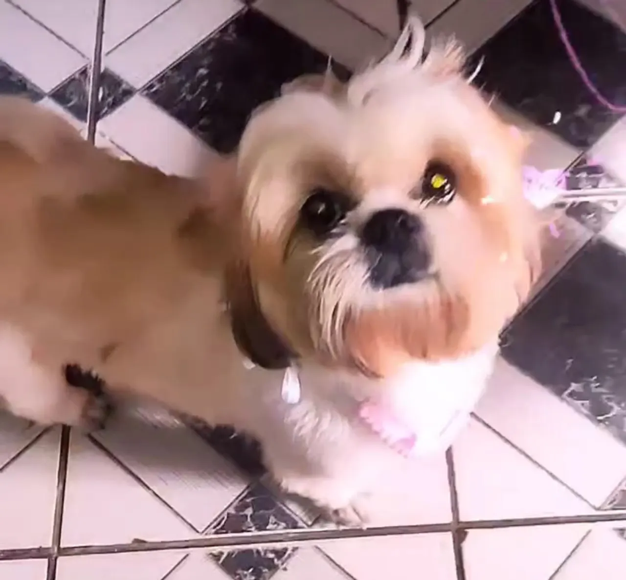 Shih Tzu filhote pai nariz fígado 
