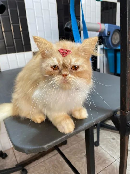 Gato para Adoção - Foto 2