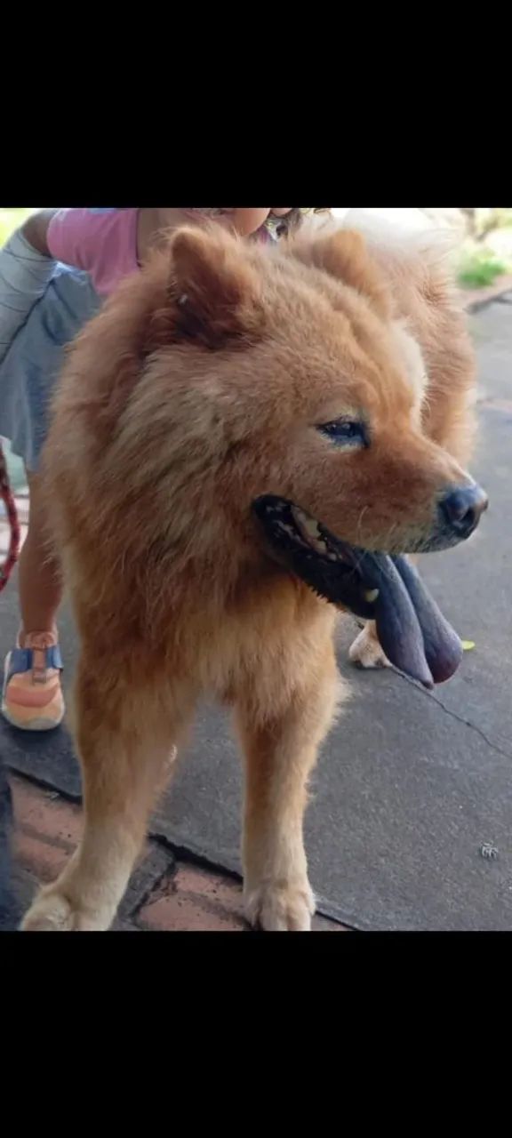 Doando casal Chow-Chow lindo e carinhoso