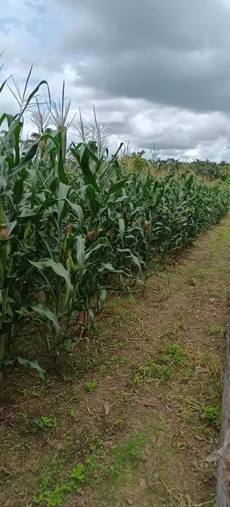 Milho verde para venda - Foto 3