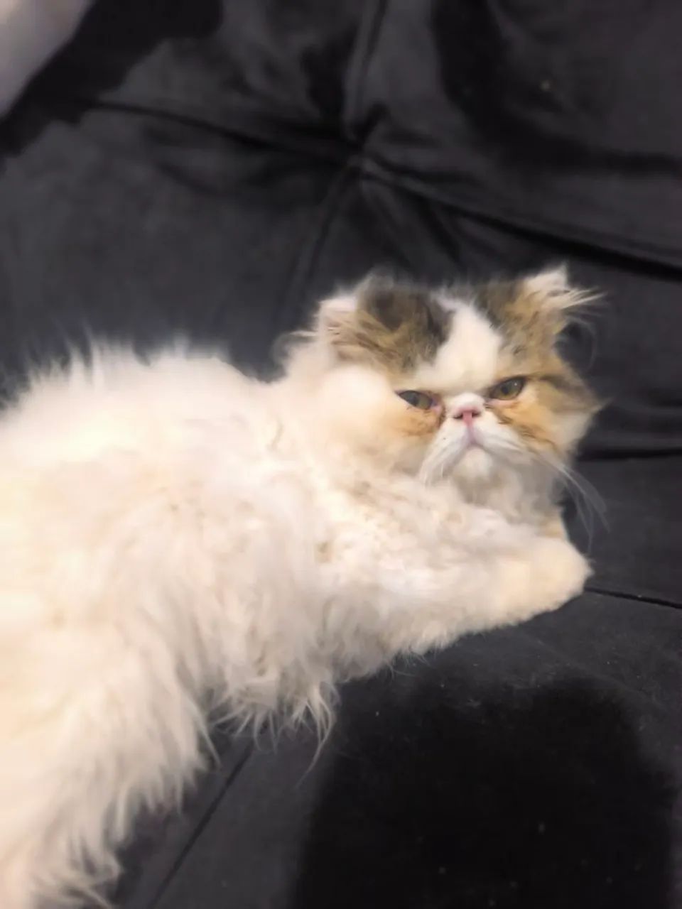 Gatinho Persa legítimo  1.200