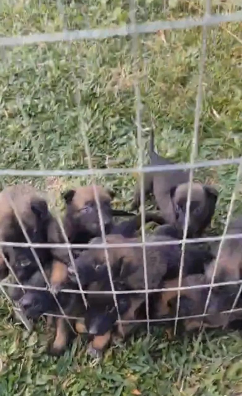 Filhotes de Pastor Belga Malinois