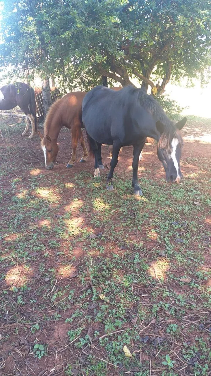 Cavalos em Oferta - Animais