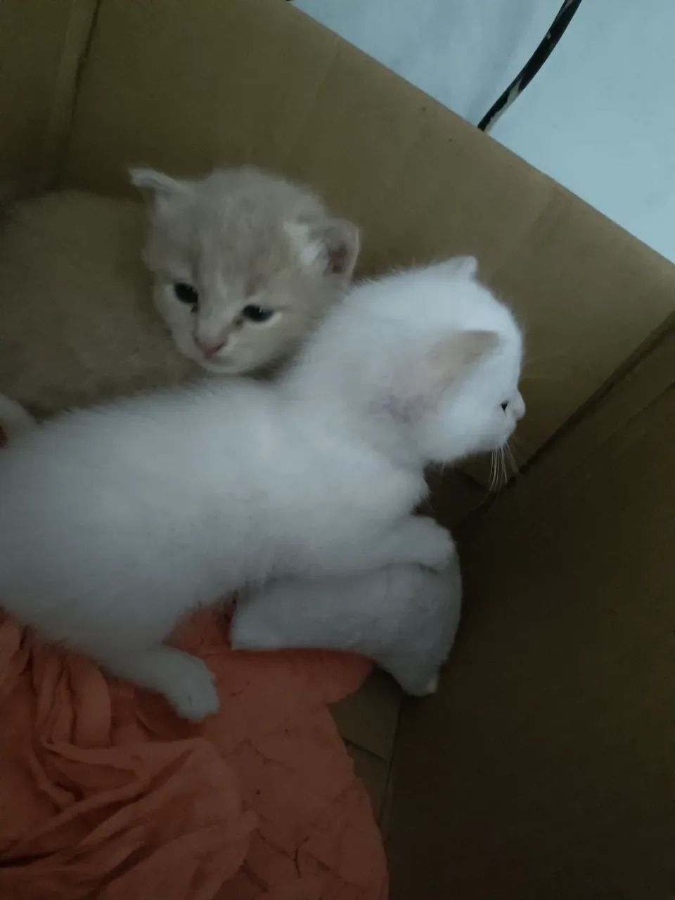 Gatinhos fofinhos para adoção - Foto 2