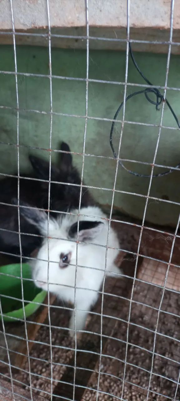 Vendo lote com 16 coelhos... - Foto 2