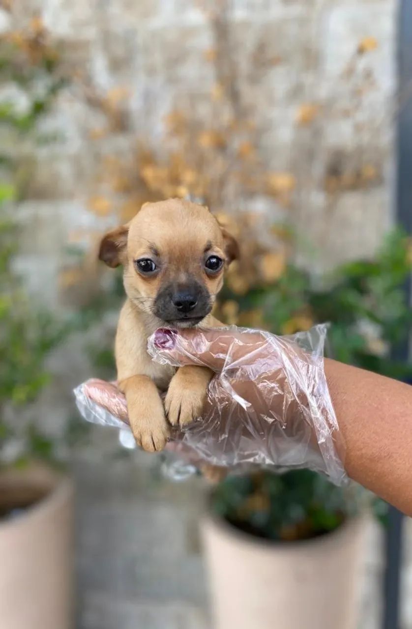 Chihuahua - - lindo e amoroso / mais carinhoso / com suporte clinico ligue hj 