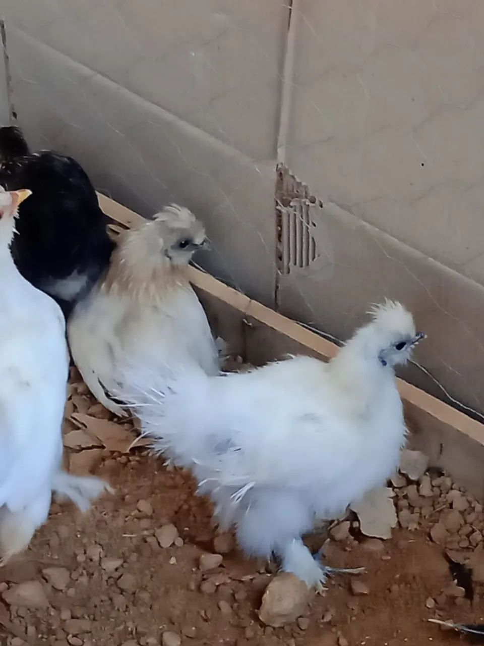 Galos polonês e um frango de sedosa do Japão  - Foto 2