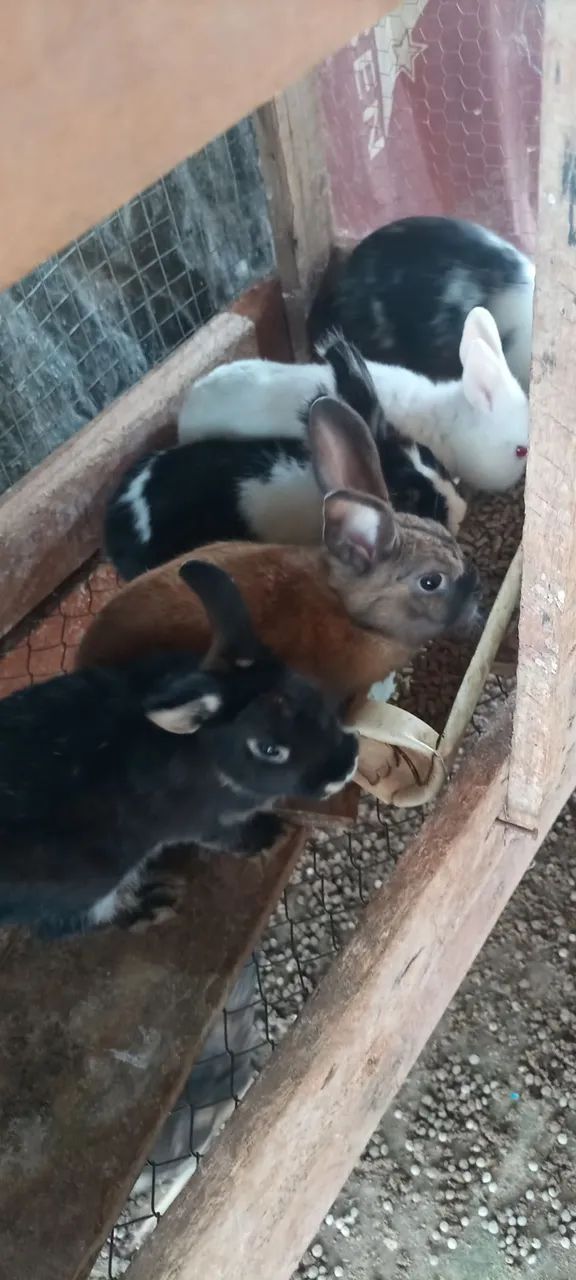 Vendo lote com 16 coelhos...