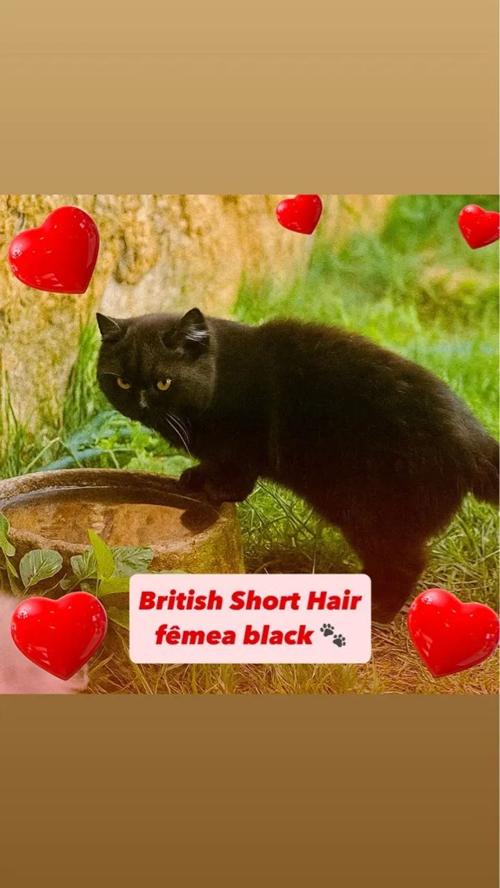  British Shorthair Fêmea Filhotes Encantadores na Cor Preto - Foto 3