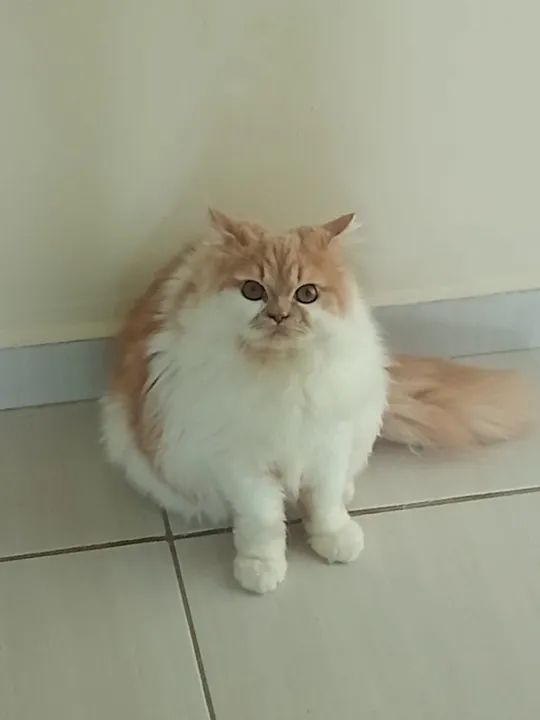 Gatinha persa - Foto 5