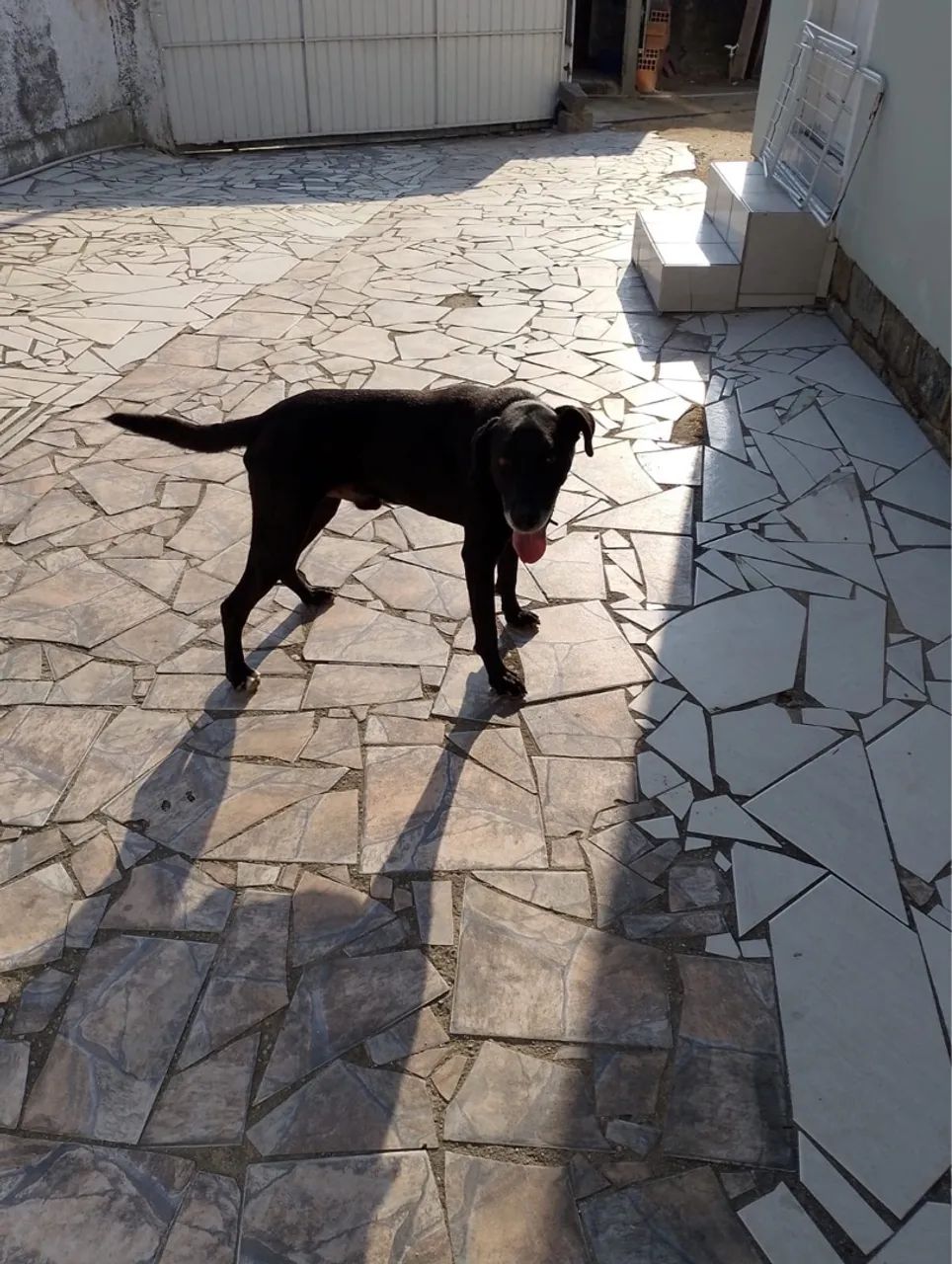 Cachorro para doação