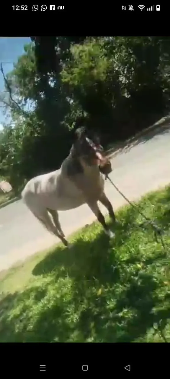Cavalo Rosilho