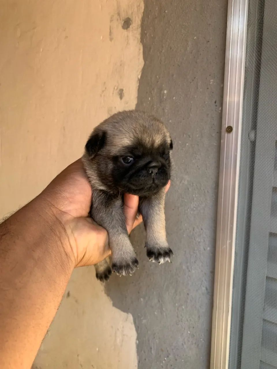 Filhotes de pug