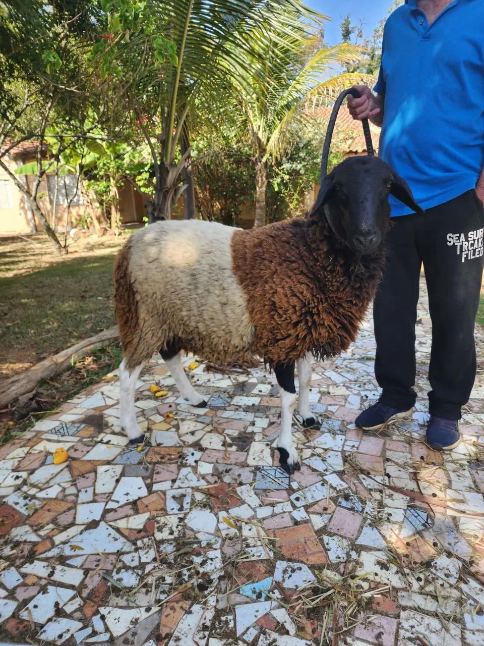 Ovelha E carneiro