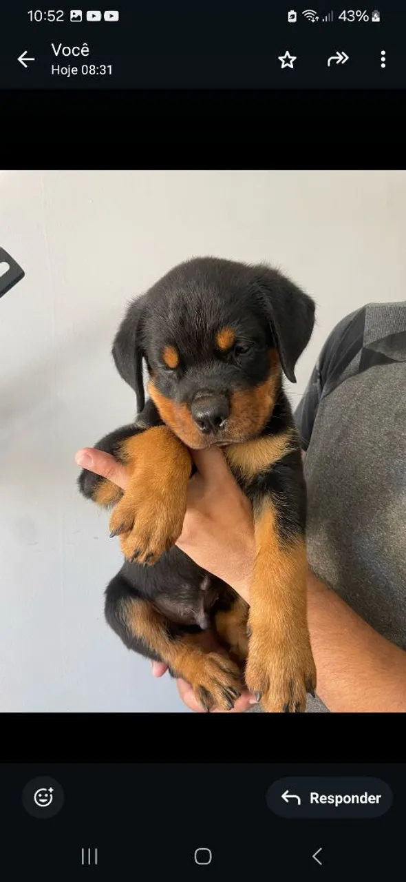 Rottweiler filhote