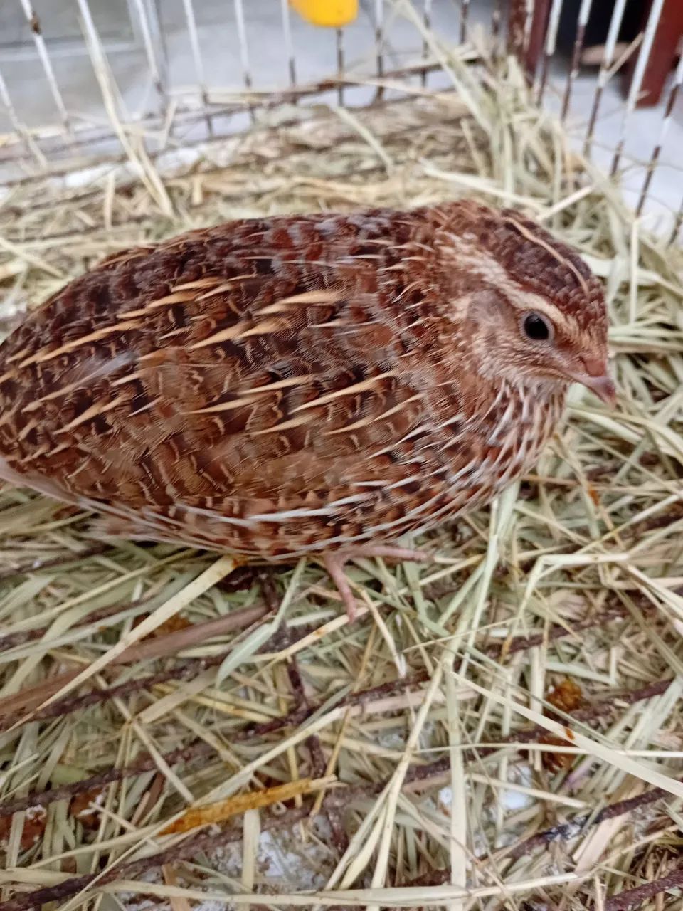 Codornas para Criação - Foto 3