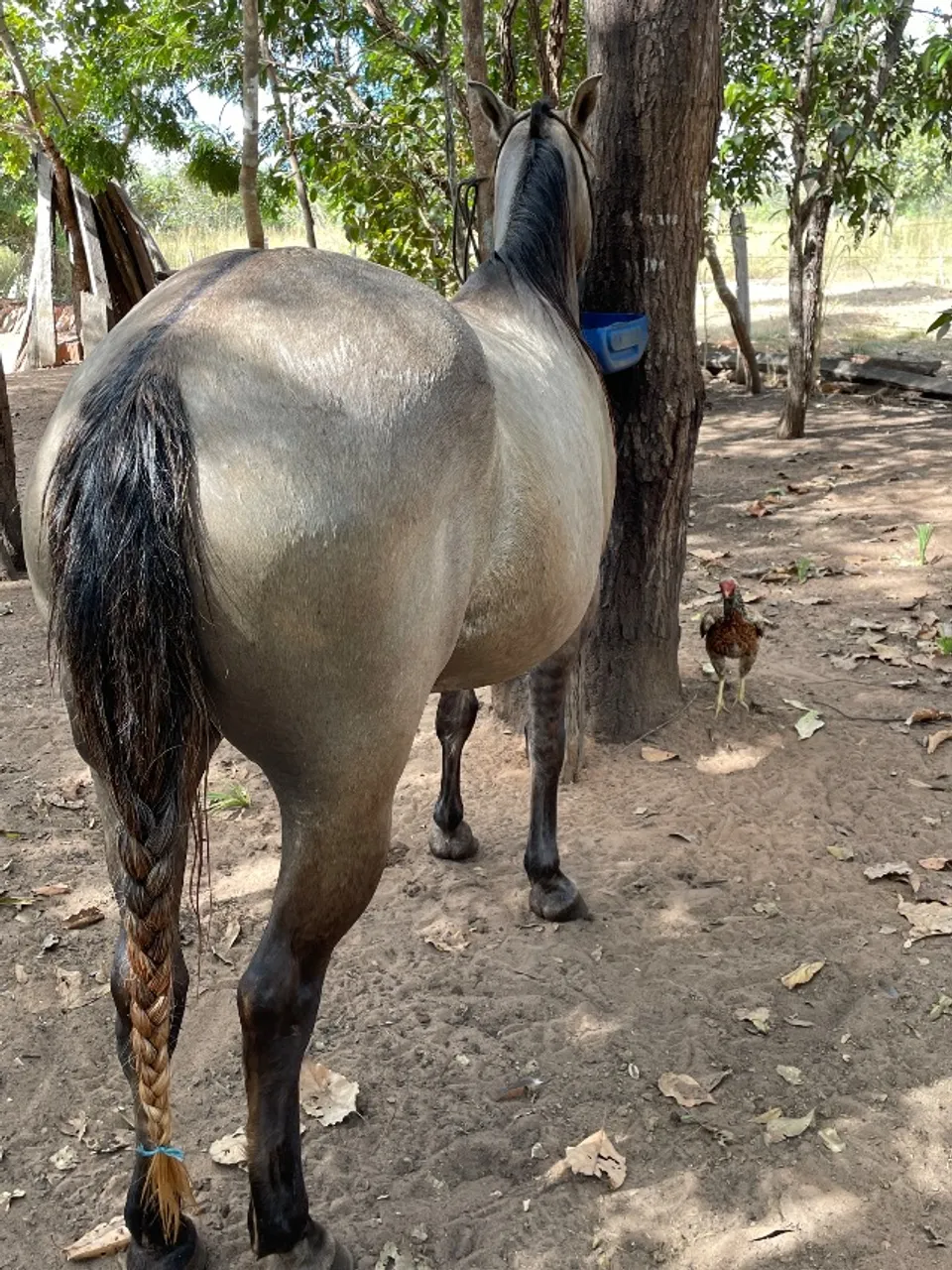 Cavalo quarto de milha Buldogue