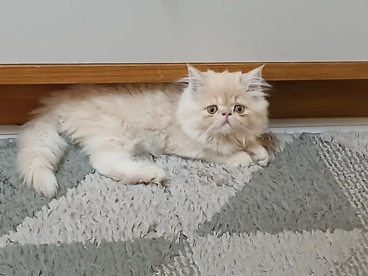 Filhote fêmea de persa