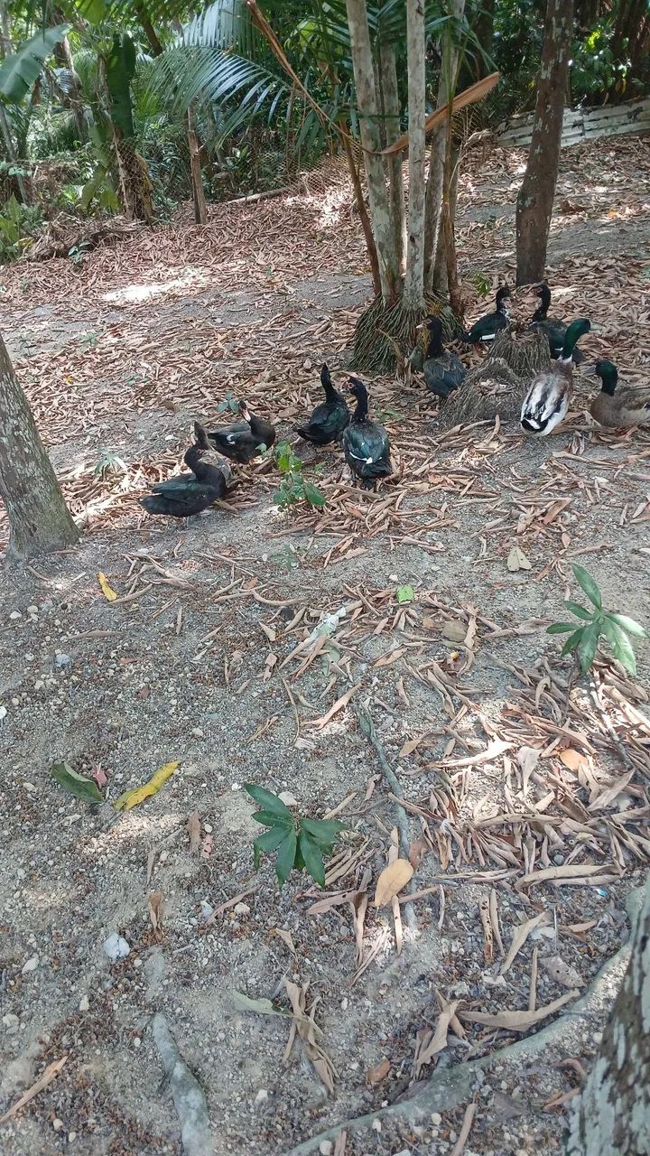 Vendo patos - Foto 3