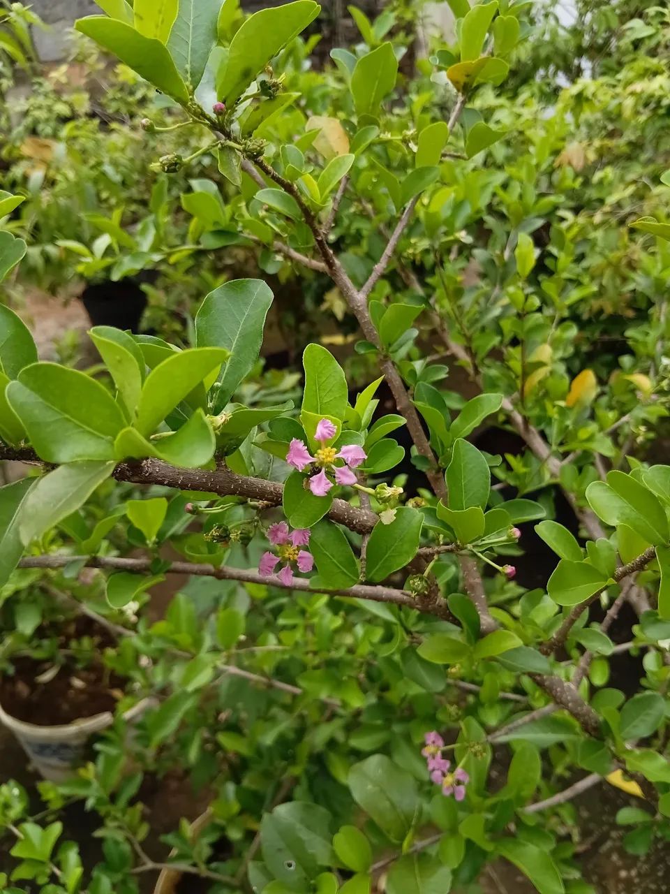 Mudas de acerola 