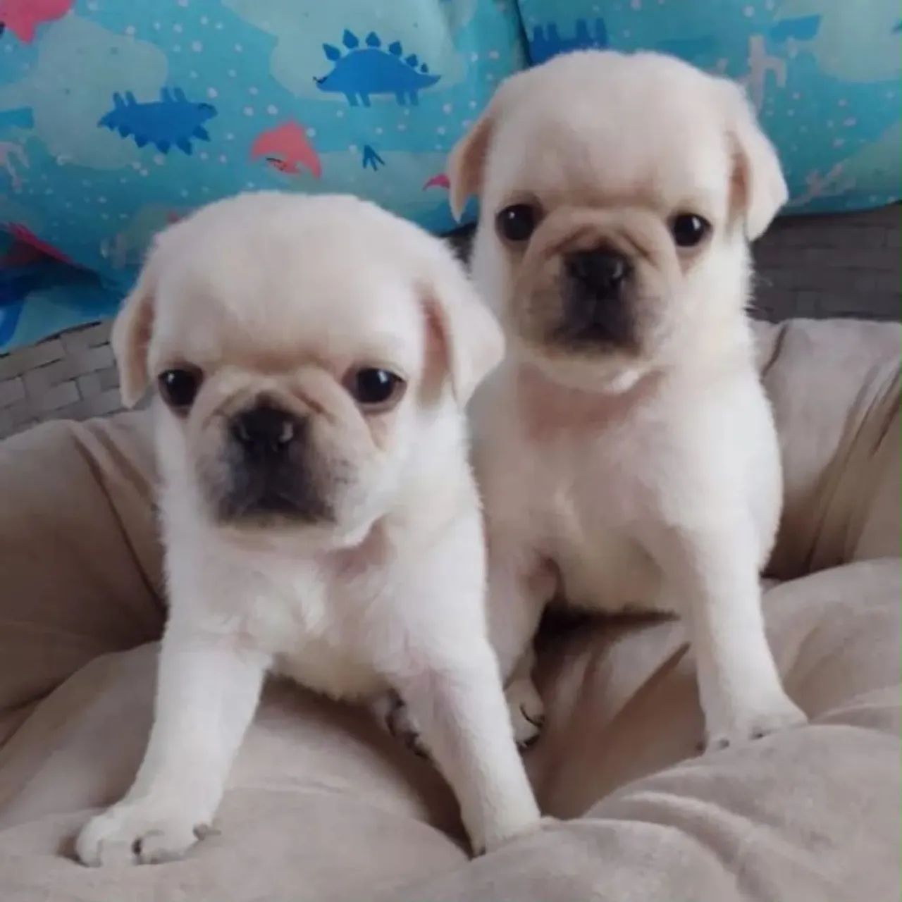 Cachorro  - Foto 2