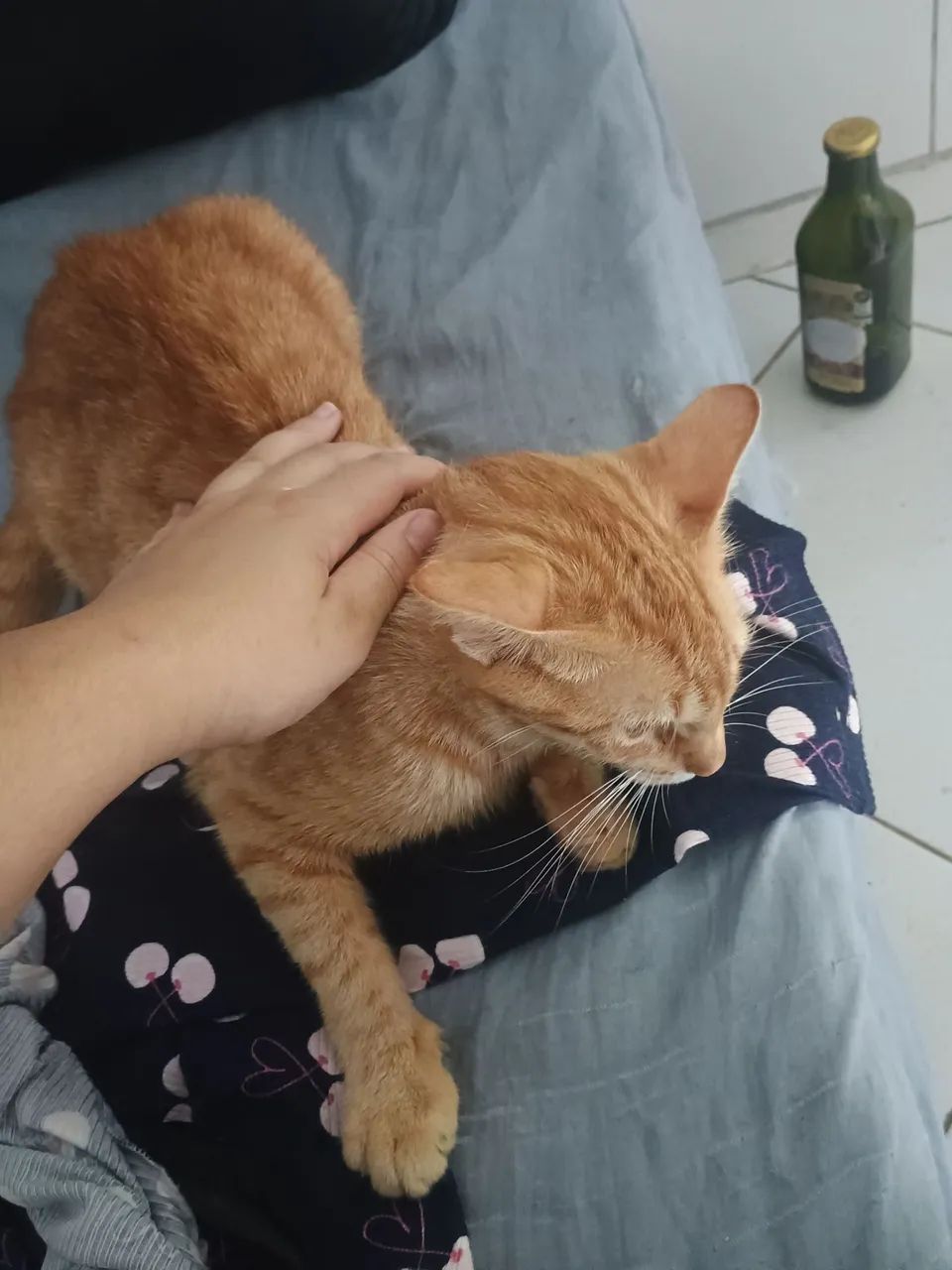 Doação de gatinhos  - Foto 5
