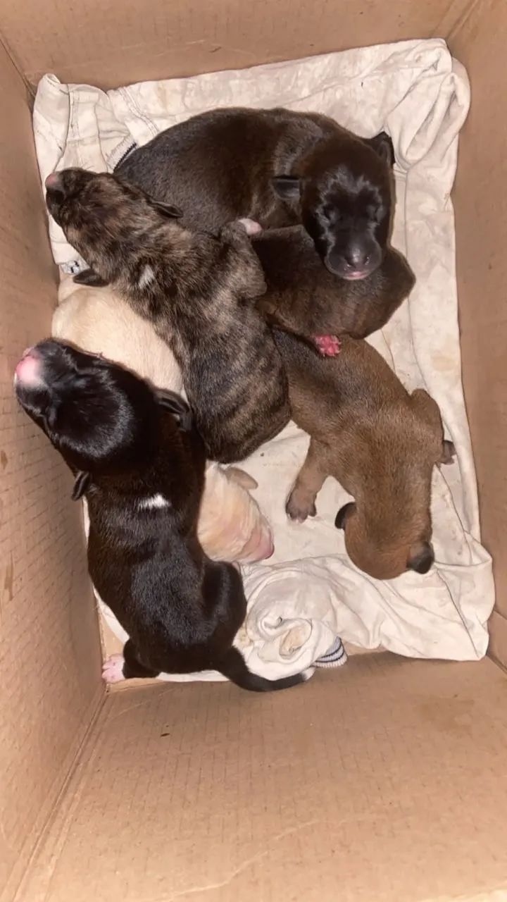 Cachorros - Foto 3